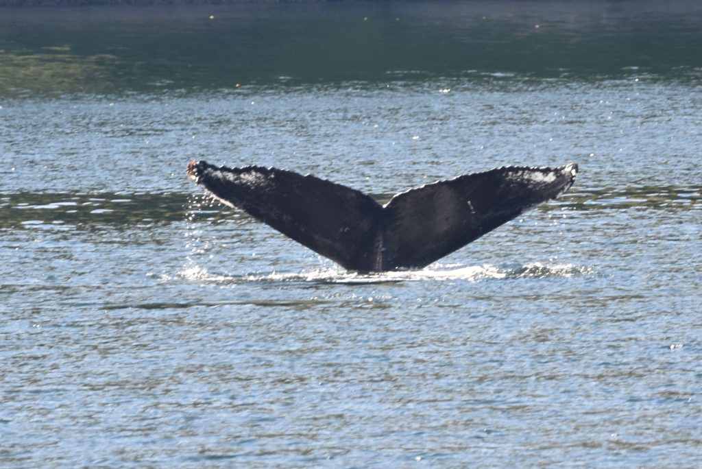 Another humpback whale diving