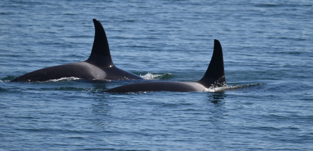 Orcas with dorsal fin above water near our ship