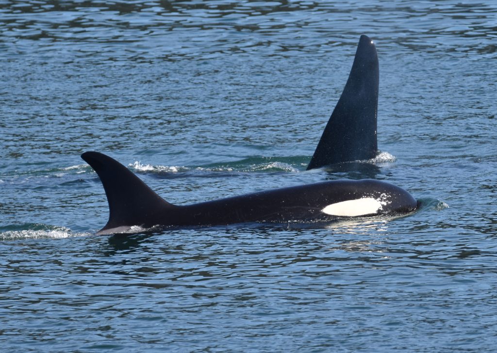 Another view of orcas we encountered