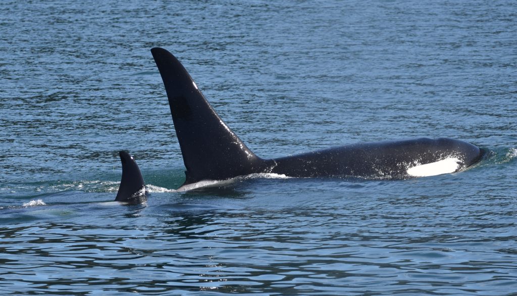 Juvenile orca in close proximity to mother orca