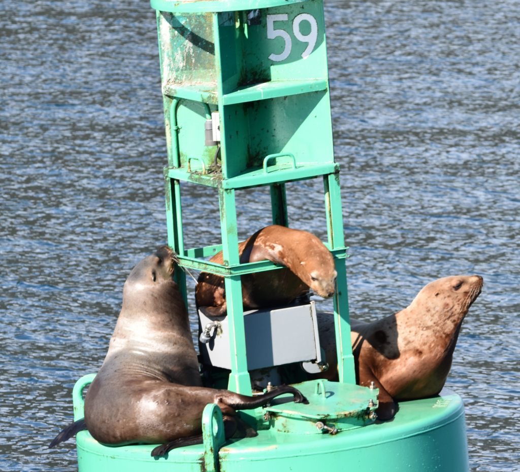 Stellar sea lions  resting on channel marker