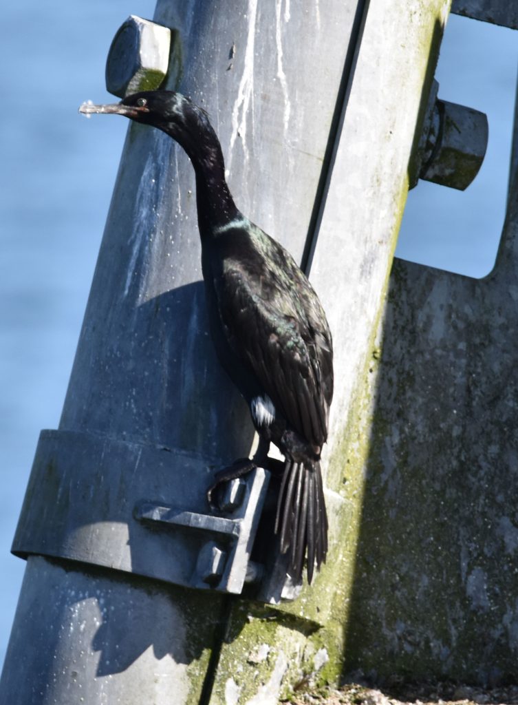 Cormorant resting on a channel marker