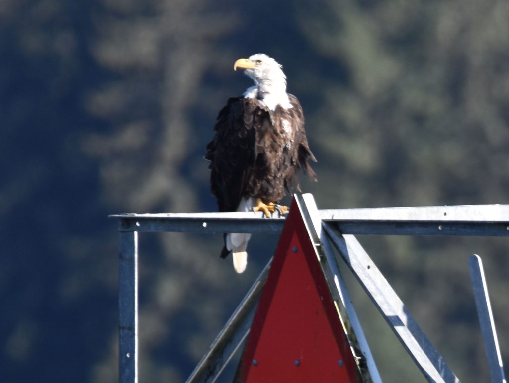 Bald eagle resting on a channel marker