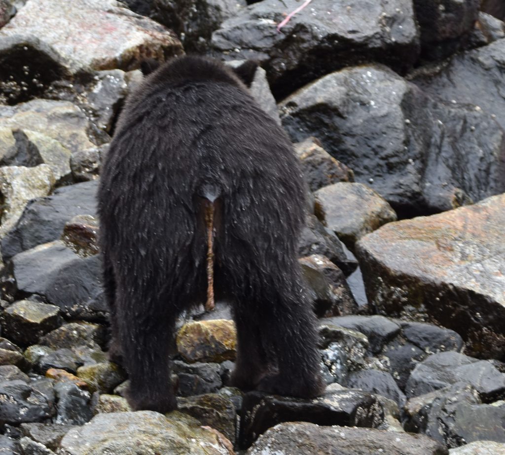 Rear of bear with tapeworm extruding.