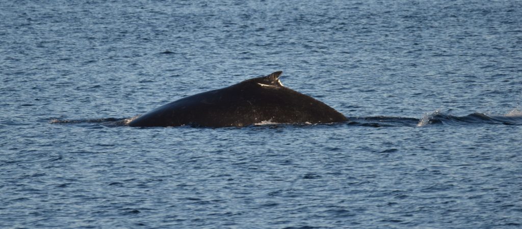 Humpback whale swimming in the marine highway