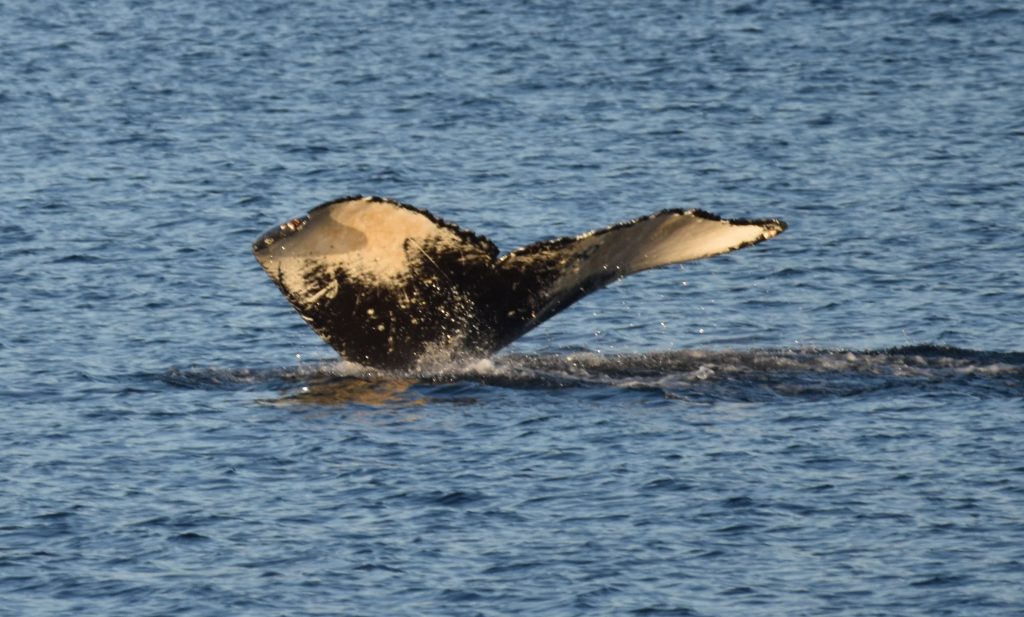 Tail of humpback whale as it dives