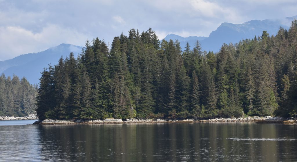 View of Tongass Forest during lunch