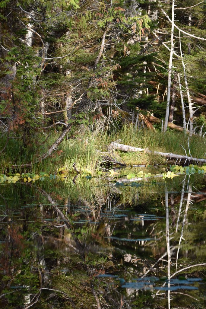 Beaver pond at top of trail near Takatz Bay