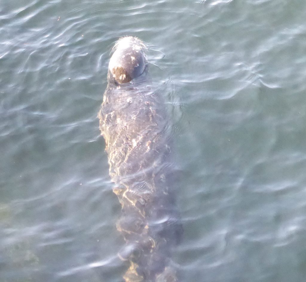 View looking almost directly down at harbor seal from top of a cliff.