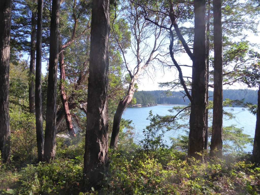 Echo Bay viewed from the trail through many trees and shrubs