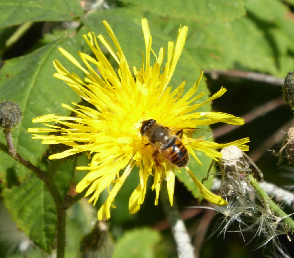 Flower fly resting on a composite flower. The fly resembles a honey bee.